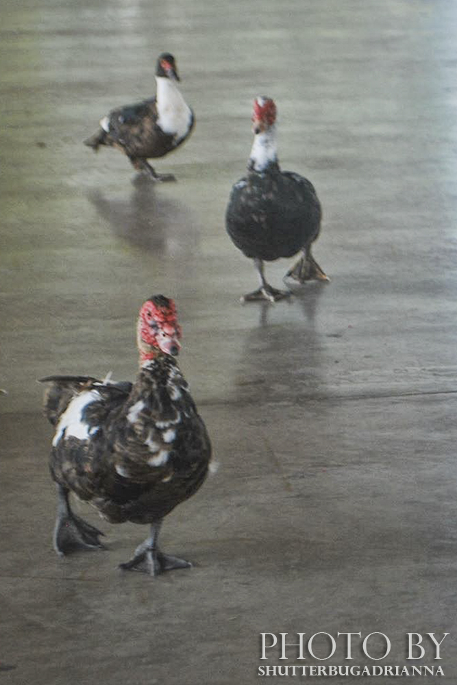 Ducks in a row - Photography by Shutterbug Adrianna #kidphotographer #shutterbugkids #kidswithacamera #shutterbugadrianna